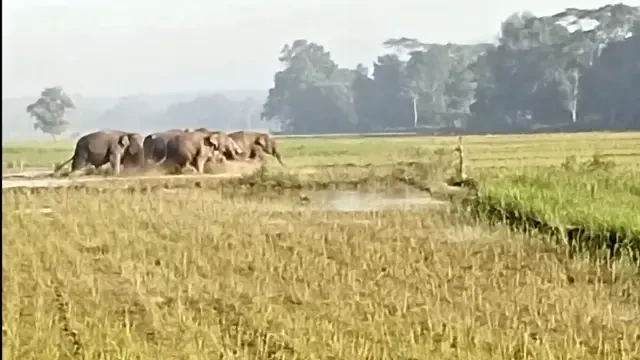 Kawanan Gajah Liar Rusak Sawah Warga Sekitar TN Way Kambas