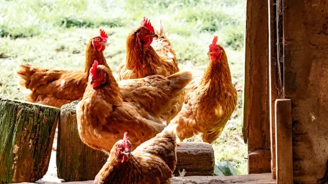 5 Cara Mengusir Ayam dari Teras Rumah Tanpa Melukai, Sederhana Tapi Efektif