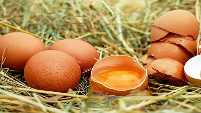 Jangan Sembarangan Ini Syarat Kucing Diberi Makan Telur, Cek di Sini!