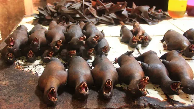 Paniki, Kuliner Ekstrem Kelelawar Khas Minahasa