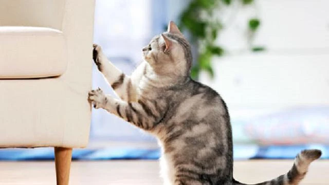 5 Tips Mencegah Kucing Menggaruk Perabotan dan Barang-Barang di Rumah