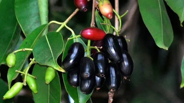 Mengenal 5 Macam Buah yang Ada di Pekarangan Orang Betawi Tempo Dulu