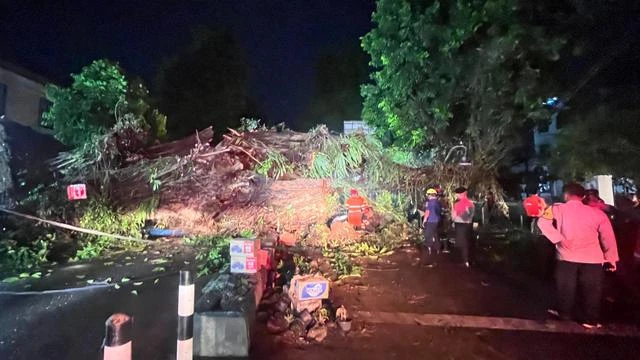 Penampakan Pohon Beringin Besar di Kota Bogor Tumbang dan Tutupi Jalan