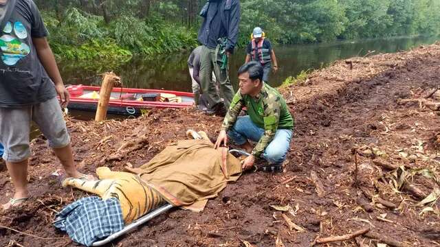 Pekerja Tewas di Hutan, BBKSDA Riau Tangkap Harimau Sumatra