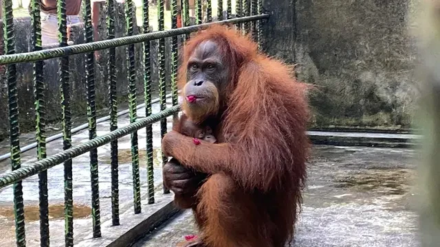 Selamat Datang Penghuni Baru Kebun Binatang Kasang Kulim, Bayi Orangutan Jantan Lahir