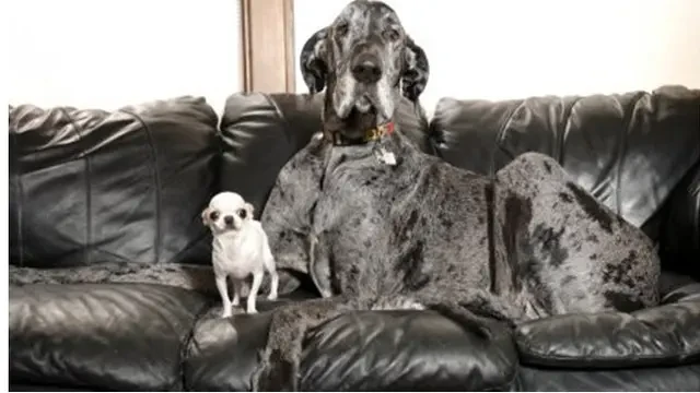 Momen Langka Anjing Tertinggi dan Terpendek di Dunia Main Bareng, Bikin Gemas