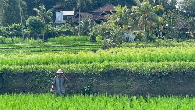 Petani Semringah Usai Harga Pupuk Turun 20%