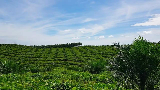 Dugaan Korupsi Pengurus Koperasi Petani Sawit di Balik Laporan Terhadap PTPN V ke Kejati R...