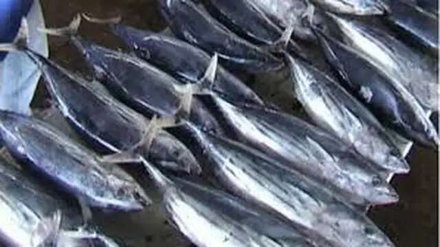 Ikan Lemuru, Sang Penantang Salmon di Meja Makan