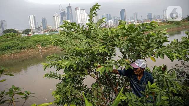 6 Khasiat Daun Jambu Biji, Solusi Alami untuk Menurunkan Kolesterol dan Gula Darah