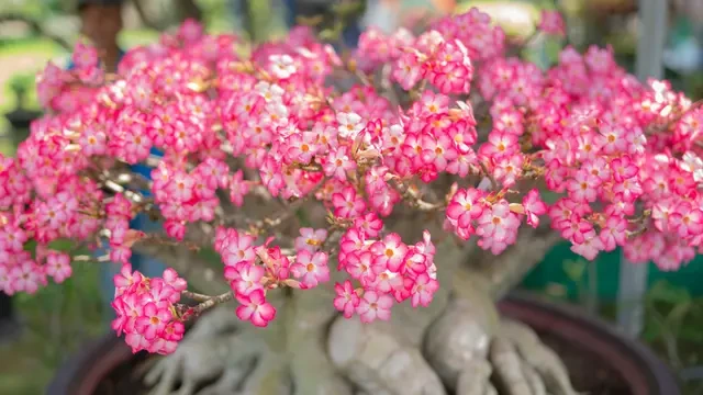 7 Tanaman Teras Outdoor Anti Layu di Terik Matahari, Bikin Halaman Makin Cantik