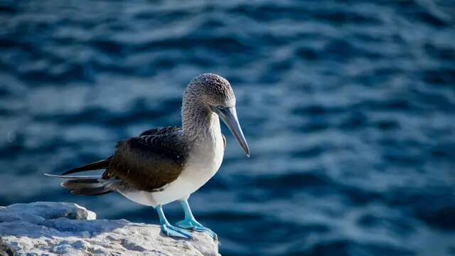 16 Jenis Burung Eksotis dan Langka yang Hanya Bisa Ditemukan di Kepulauan Galapagos