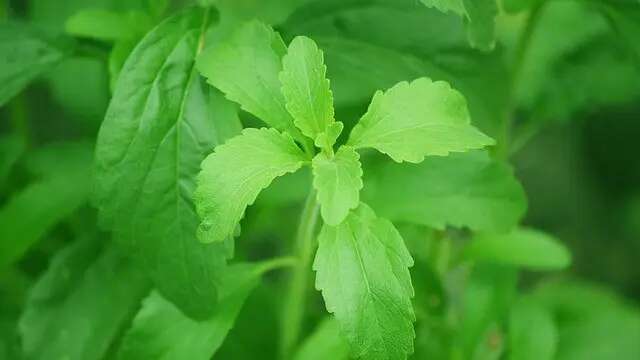 Jenis Gula yang Boleh Dikonsumsi Penderita Gula Darah Tinggi, Terbuat dari Daun hingga Eks...