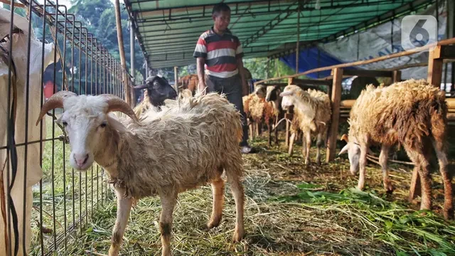 Pakar IPB: Limbah Hewan Kurban Harus Dikelola, Jika Tidak Bisa Ancam Kesehatan