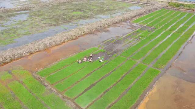 Perkuat Ketahanan Pangan, Pemerintah Persiapkan Program Cetak Sawah Baru