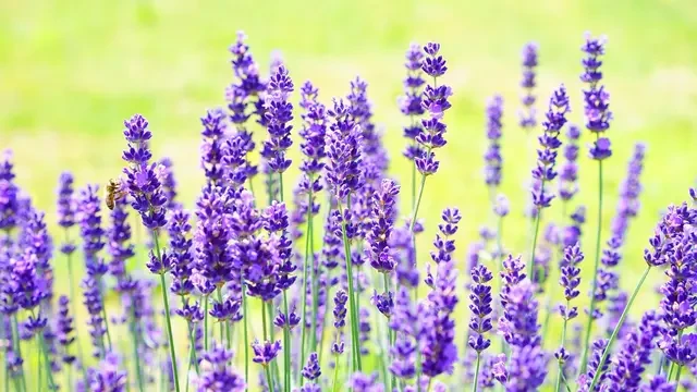 10 Tanaman untuk Kebun Belakang Rumah yang Mudah Tumbuh dan Subur, Tahan Segala Cuaca