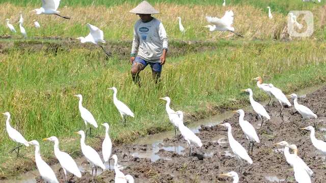 Tak Cuma Jaga Stok Pangan, Mentan Pastikan Program Kementan Bawa Petani Sejahtera