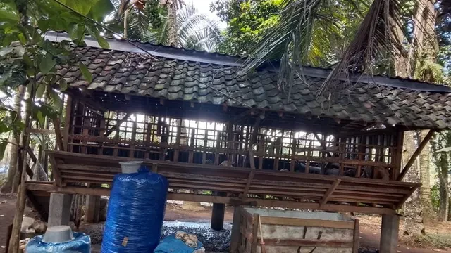 Jelang Iduladha, 4 Ekor Kambing Raib di Temuasri Banyuwangi