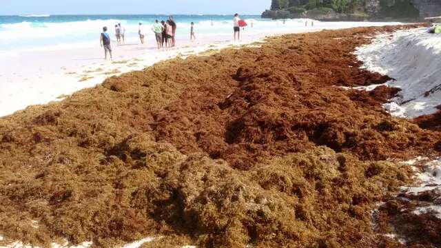 Di Tangan Peneliti UGM, Rumput Laut Cokelat Bisa jadi Imunostimulan Ikan dan Udang