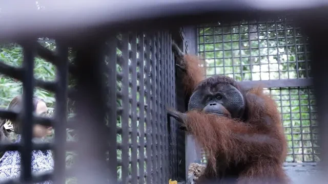 Kisah Miris Perjalanan Mungky, Orang Utan Kalimantan yang Tak Bisa Pulang ke Hutan
