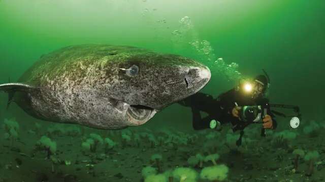 10 Spesies Hiu Laut Dalam yang Menakjubkan dan Jarang Ditemui