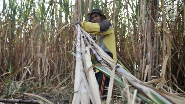 Bahlil Bocorkan Lokasi Pabrik Bahan Bakar dari Tebu, Ini Lokasinya