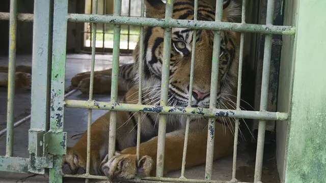 Harimau Kembali Mati di Medan Zoo, Jadi yang Kelima dalam 3 Bulan Terakhir