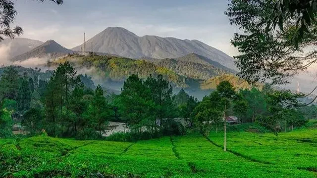Tanam Sejuta Pohon, PTPN Hijaukan Puncak Bogor