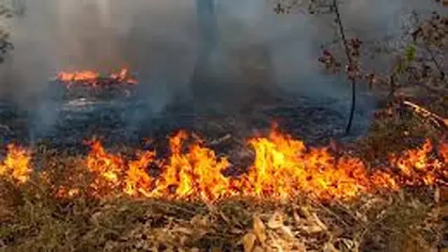 Karhutla Landa Kawasan Wisata Coban Rondo Malang, Petugas Gabungan Dikerahkan untuk Padamk...