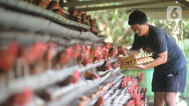 Tips Sukses Beternak Ayam Kampung dari Pakar UGM