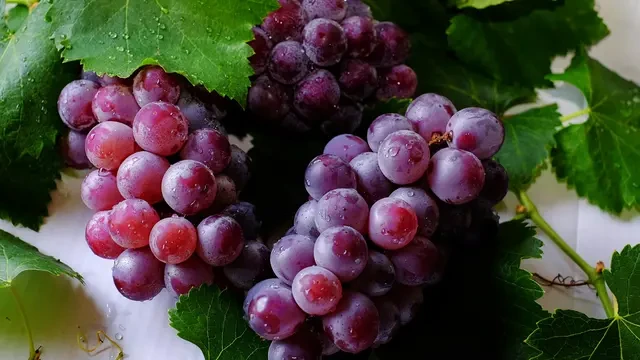 Cara Menghilangkan Lapisan Lilin pada Buah Anggur agar Aman Dikonsumsi