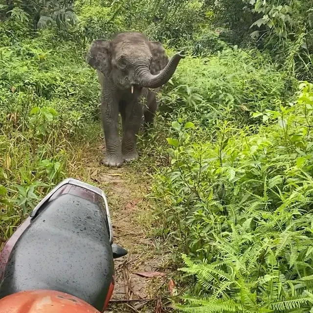 6 Video Viral Anak Gajah nan Menggemaskan, Ada Domang dari Taman Nasional Tesso Nilo