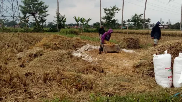 Produksi Beras Diprediksi Tembus 16,62 Juta Ton hingga Mei 2025