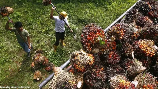 Penjarahan Sawit Kian Mencemaskan, Pemda Diminta Segera Bereskan