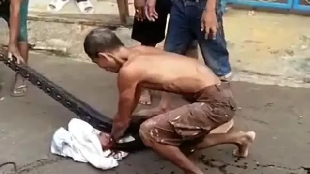 Aksi Heroik Joko Warga Tuban Tangkap Ular Piton 5 Meter hingga Tangan Digigit