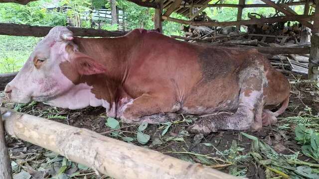 Wabah PMK Menyerang Hewan Ternak di Gunungkidul, Warga Diminta Waspada