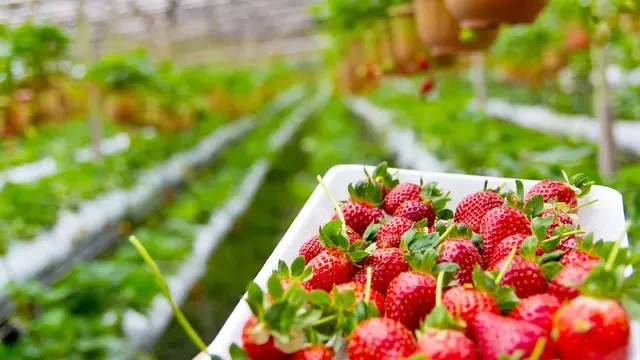 Daya Tarik Bukit Strawberry Lembang, Wisata Alam dan Edukasi Menarik untuk Keluarga