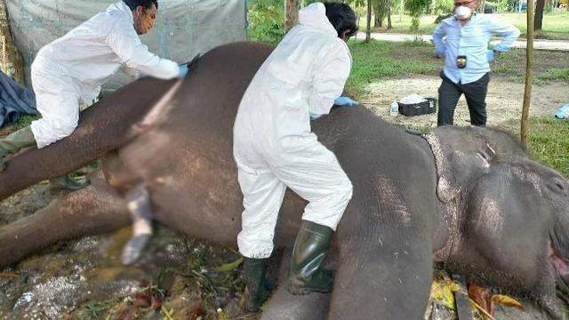 Bolak-balik Dekati Kebun Warga, Gajah Ditemukan Mati Sendirian di Pelalawan