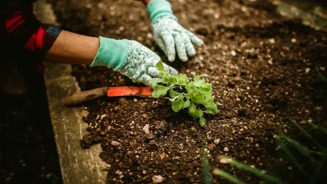 7 Tips Berkebun di Balkon Sempit agar Subur dan Estetik, Cara Terbaik Maksimalkan Ruang
