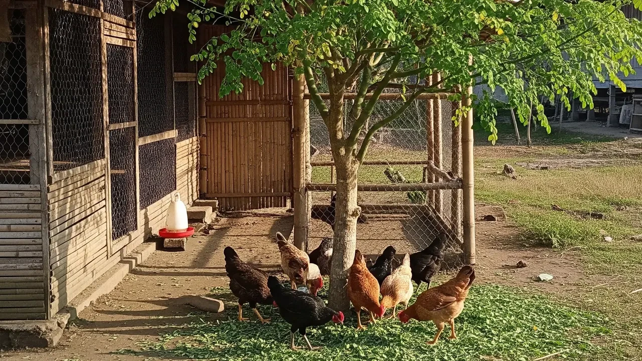 8 Pohon yang Cocok Ditanam Dekat Kandang Ayam Kampung, Bisa Jadi Pakan dan Bikin Hemat Bia...