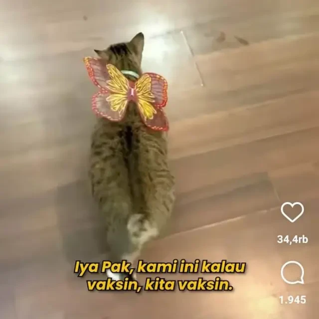 Instruksi Pramono Anung agar Kucing-kucing Peliharaan Balai Kota Jakarta Dimandikan
