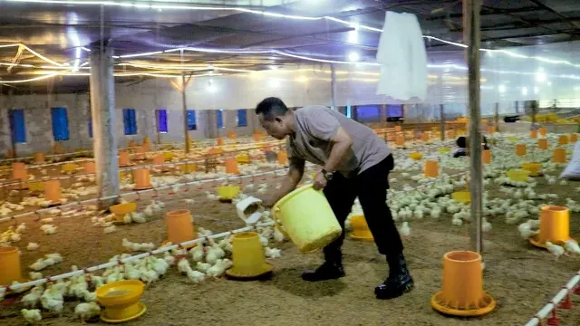 Cerita Polisi Ternak Puluhan Ribu Ekor Ayam karena Ingin Pensiun Bahagia