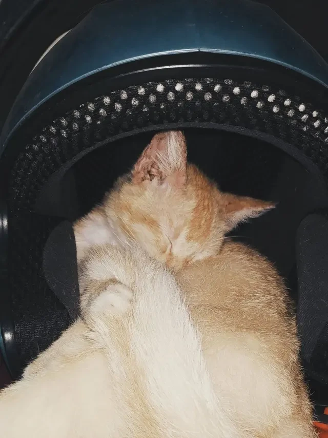 10 Rekomendasi Jenis Kandang Kucing untuk di Mobil, Pilihan Aman & Nyaman