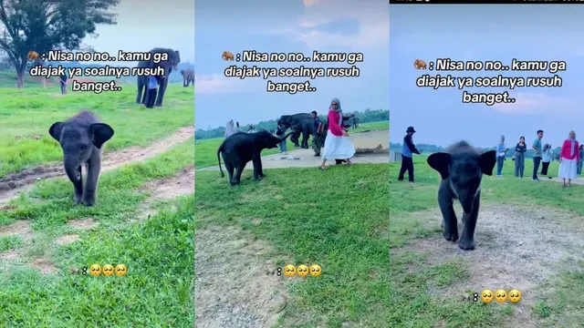 Viral Gajah Nisa, Bayi Gajah Sumatra dari Way Kambas yang Jadi Idola Baru Warganet