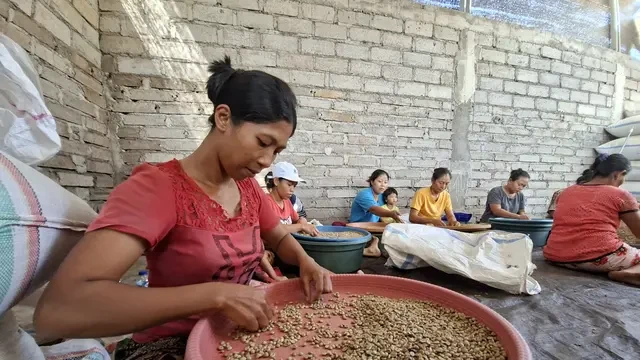 Hari Kopi Sedunia: Puluhan Petani di Kintamani Dilatih Jaga Keberlangsungan Kopi Arabika