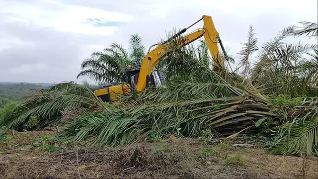 Pohon-Pohon Sawit di Lahan Taman Nasional Tesso Nilo Mulai Ditebang demi Pulihkan Lingkung...