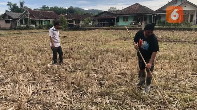 Pilu Petani di Sukabumi, 50 Hektare Lahan Persawahan Krisis Air Akibat Irigasi Rusak