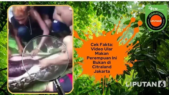 Cek Fakta: Video Ular Makan Perempuan Ini Bukan di Citraland Jakarta