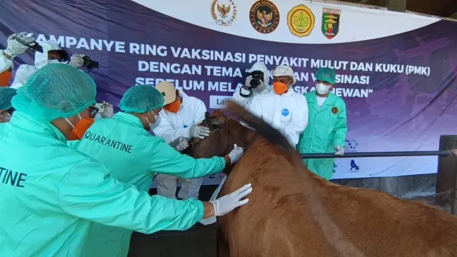 Jelang Idul Adha, 2.000 Ekor Sapi di Lampung Divaksin untuk Cegah Wabah PMK