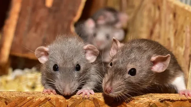Heboh Warga Pangkep Meninggal karena Kencing Tikus, Ini Hasil Laboratorium